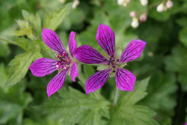 Geranium 'Kanahitobanawa'