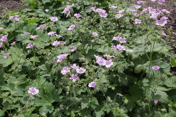 Geranium 'Karin Wouters'