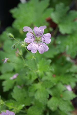 Geranium 'Karin Wouters'