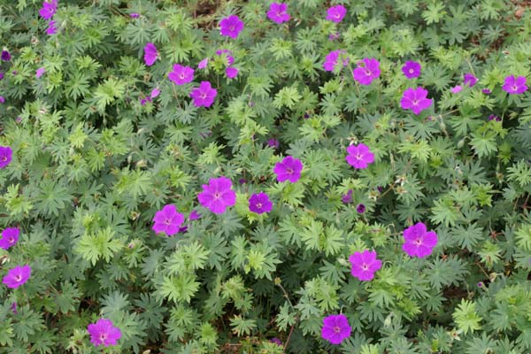 GERANIUM 'Khan'