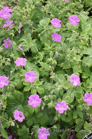 GERANIUM kishtvariense