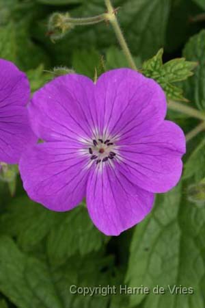 Geranium kishtvariense