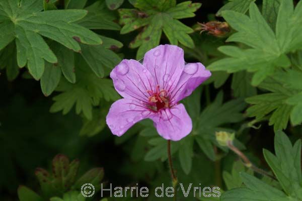 Geranium 'Light Dilys'
