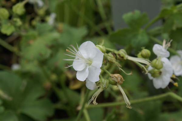 Geranium macrorrhizum 'Album'