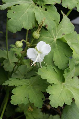GERANIUM macrorrhizum 'White-Ness'