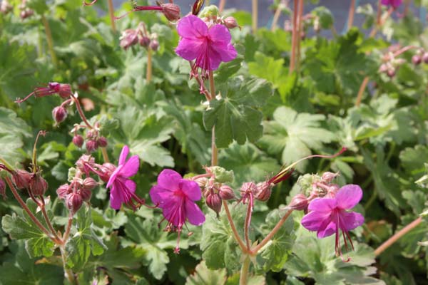 Geranium macrorrhizum 'Czakor'
