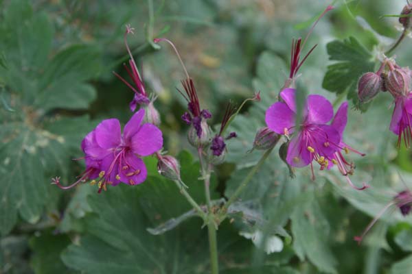 Geranium macrorrhizum 'Czakor'