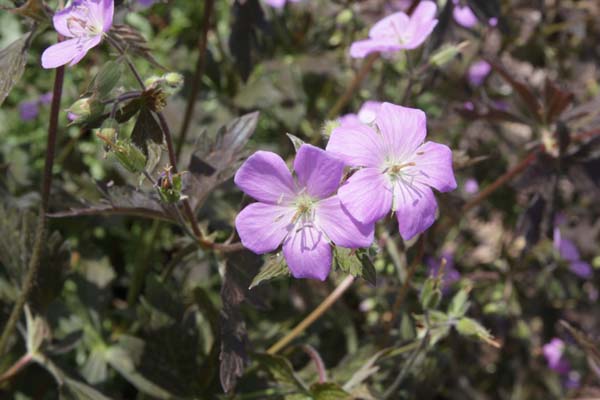 Geranium maculatum 'Elizabeth Ann'