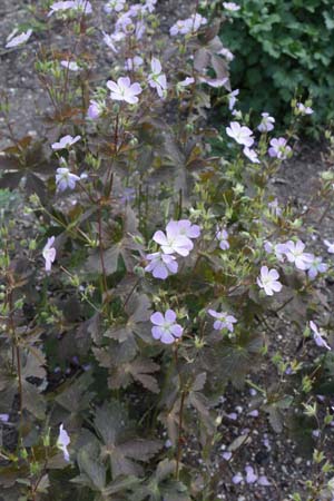 Geranium maculatum 'Copper Tiger'