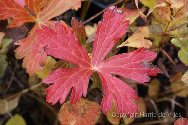 Geranium maculatum 'Elizabeth Ann'