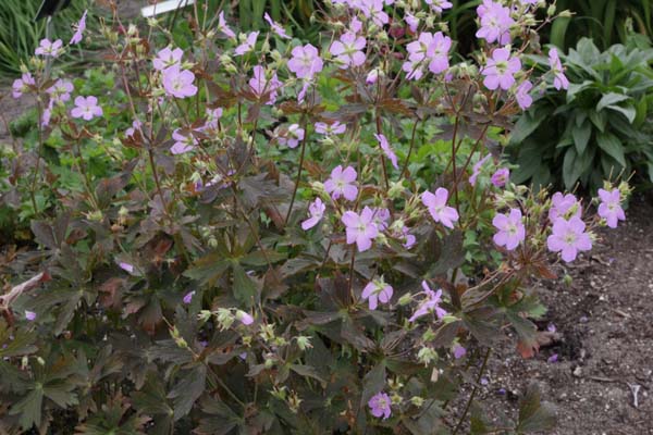 Geranium maculatum 'Elizabeth Ann'
