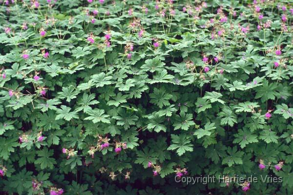 GERANIUM macrorrhizum 'Ingwersen'