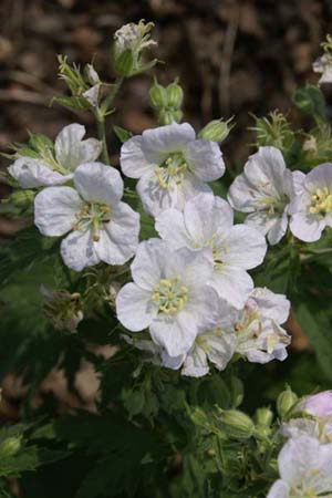 Geranium 'Mary Mottram'