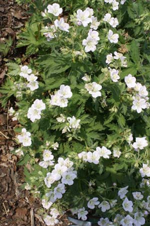 Geranium 'Mary Mottram'