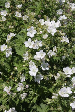 Geranium 'Mary Mottram'