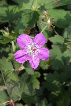 Geranium 'Mazoretka' (wlassovianum x koreanum)