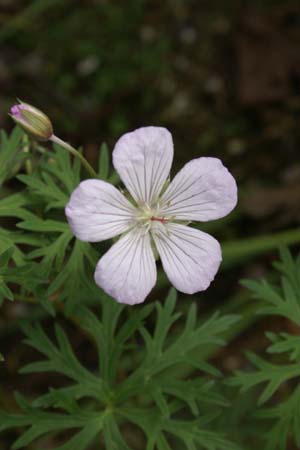 GERANIUM meeboldii (G.himal. meeb.)