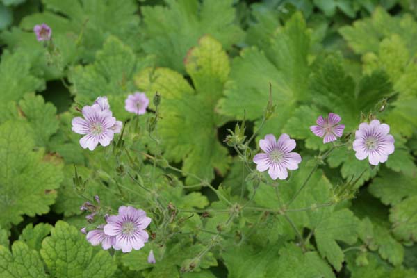 Geranium 'Mrs. Judith Bradshaw'