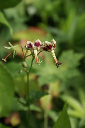 GERANIUM moupinense