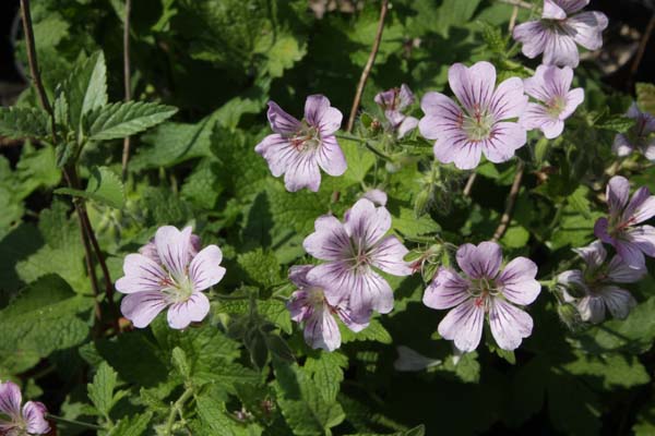 Geranium 'Mrs. Judith Bradshaw'