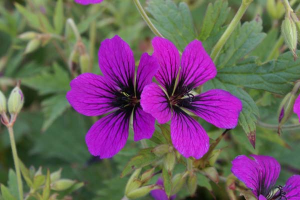 Geranium 'Nicola'