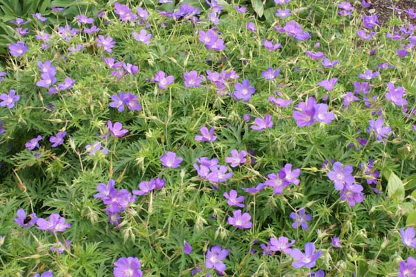 Geranium 'Nimbus'