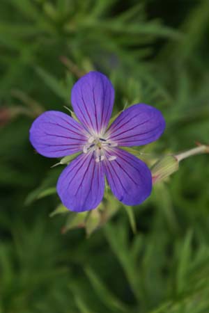Geranium 'Nimbus'