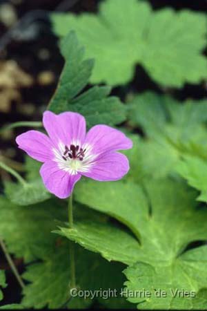 Geranium 'Nora Bremner'