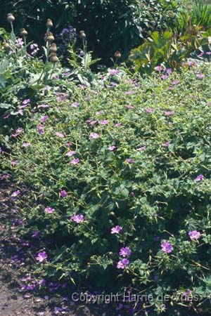 Geranium 'Nora Bremner'