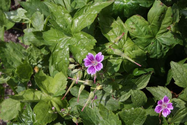 GERANIUM nodosum 'Clos du Coudray'
