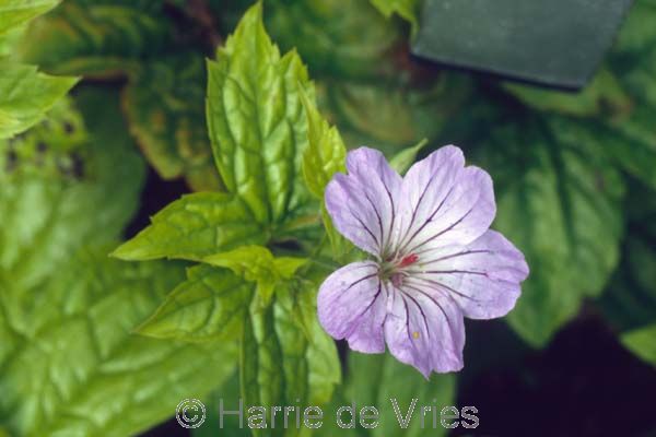 Geranium nodosum 'Svelte Lilac'