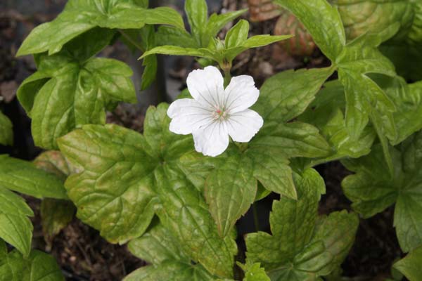 Geranium nodosum 'Silverwood'