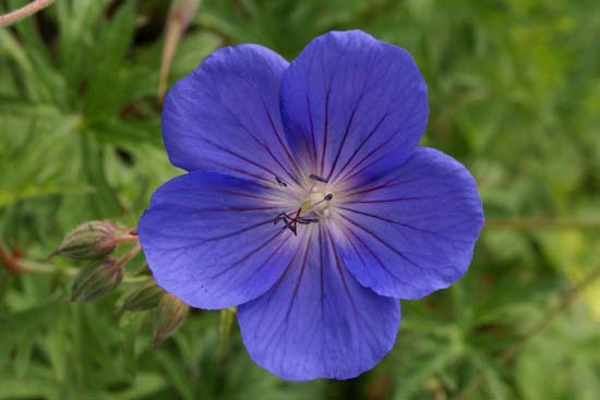 GERANIUM 'Orion'