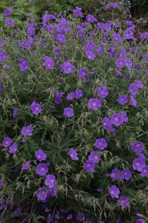 Geranium 'Orion'