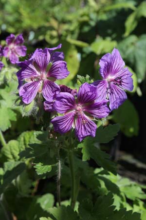 Geranium 'Orkney Blue'