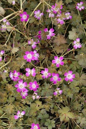 GERANIUM 'Orkney Cherry'