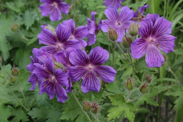 Geranium 'Orkney Blue'