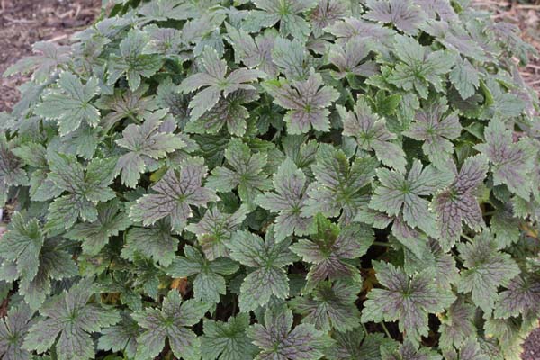 GERANIUM x oxonianum 'Maurice Moka'