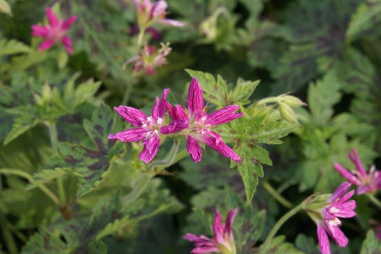 Geranium x oxonianum 'Sue Cox'