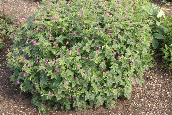 Geranium x oxonianum 'Sue Cox'