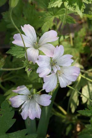 Geranium x oxonianum 'Trevor's White'