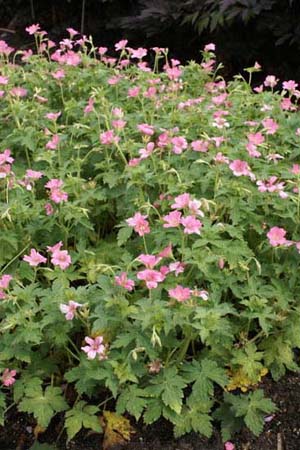 Geranium x oxonianum 'Wageningen'