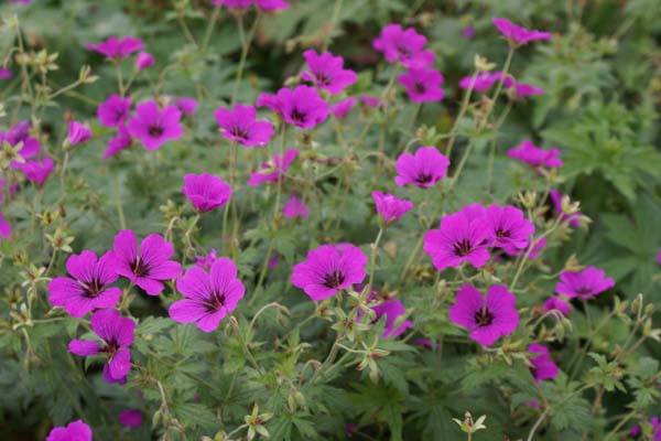 GERANIUM 'Patricia' (endr. x psilost.)