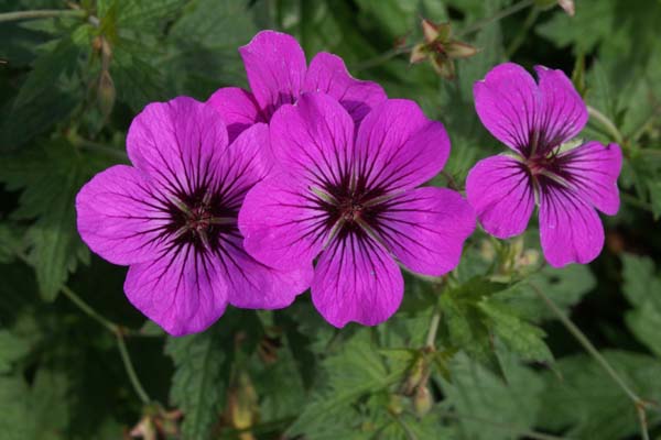 Geranium 'Patricia' (endr. x psilost.)
