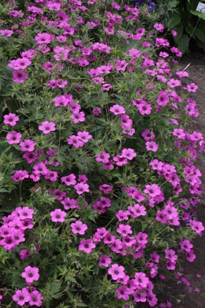 Geranium 'Patricia' (endr. x psilost.)