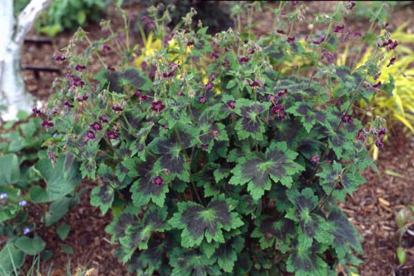 GERANIUM phaeum 'Samobor'