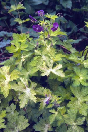 GERANIUM phaeum 'Anne's Claire'