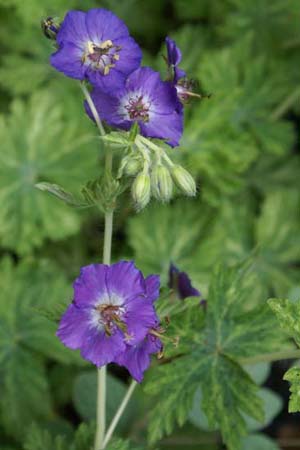 Geranium phaeum 'Margaret Wilson'