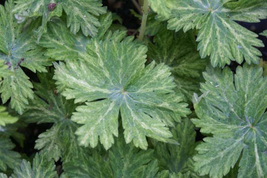 Geranium phaeum 'Margaret Wilson'