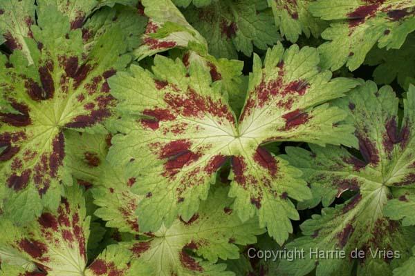 GERANIUM phaeum 'Springtime'